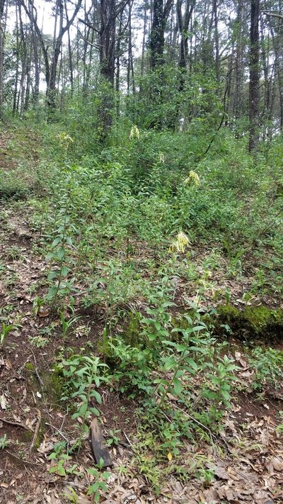Lithospermum exsertum, photographed by Alan Rockefeller