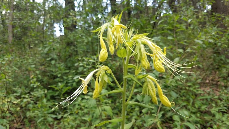 Lithospermum exsertum, photographed by Alan Rockefeller