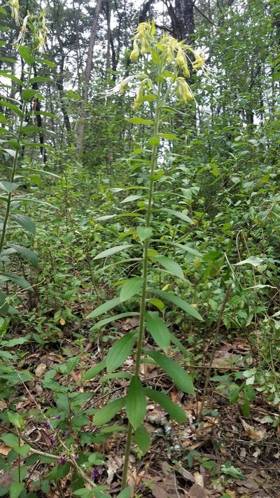 Lithospermum exsertum, photographed by Alan Rockefeller