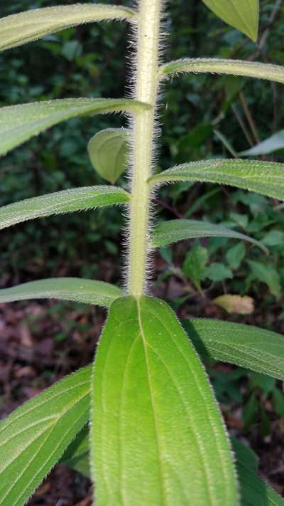 Lithospermum exsertum, photographed by Alan Rockefeller