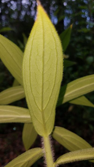 Lithospermum exsertum, photographed by Alan Rockefeller
