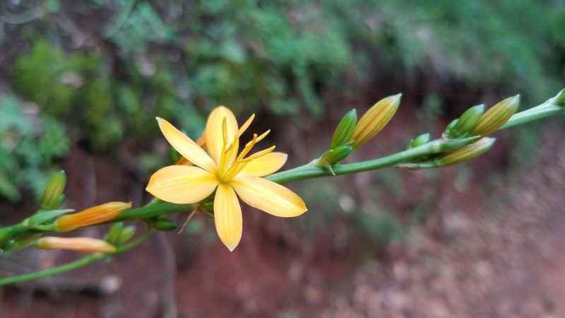Echeandia michoacensis, photographed by Alan Rockefeller