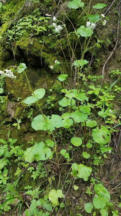 Valeriana selerorum, photographed by Alan Rockefeller