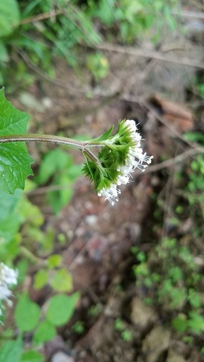 Valeriana selerorum, photographed by Alan Rockefeller