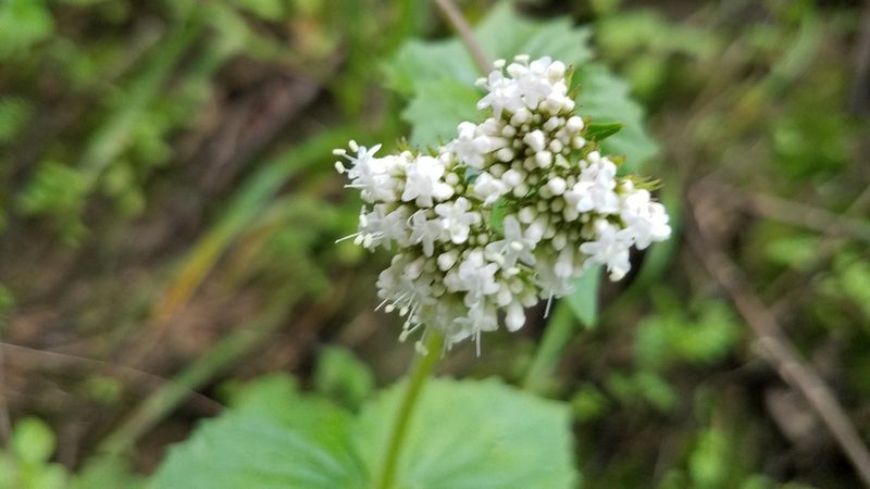Valeriana selerorum, photographed by Alan Rockefeller
