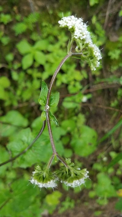 Valeriana selerorum, photographed by Alan Rockefeller