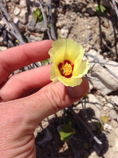 Gossypium harknessii, photographed by Martin Purdy