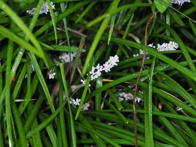 Liriope spicata, photographed by mefisher