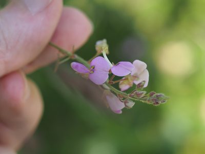 Desmodium glabellum, photographed by mefisher