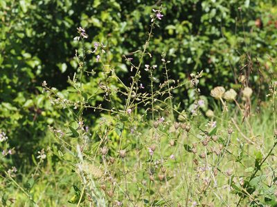 Desmodium glabellum, photographed by mefisher