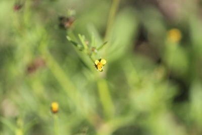Heterosperma pinnatum, photographed by José Belem Hernández Díaz