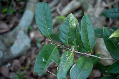 Drypetes littoralis, photographed by Cheng-Tao Lin