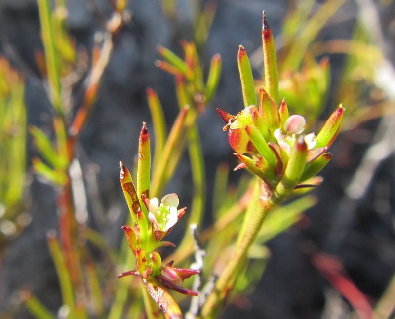Centella thesioides, photographed by douglaseustonbrown
