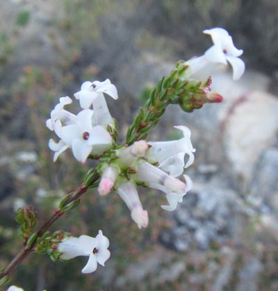 Erica denticulata, photographed by douglaseustonbrown