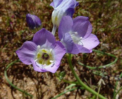 Gilia latiflora, photographed by Gordon C. Snelling