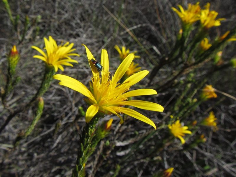 Cullumia sulcata, photographed by douglaseustonbrown