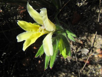 Babiana patula, photographed by douglaseustonbrown