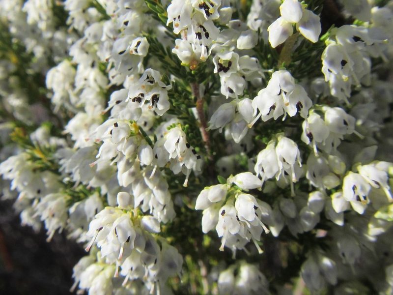 Erica floccifera, photographed by douglaseustonbrown