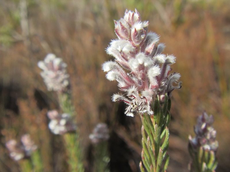 Spatalla argentea, photographed by douglaseustonbrown