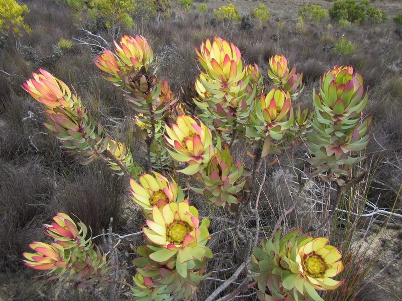Leucadendron burchellii, photographed by douglaseustonbrown