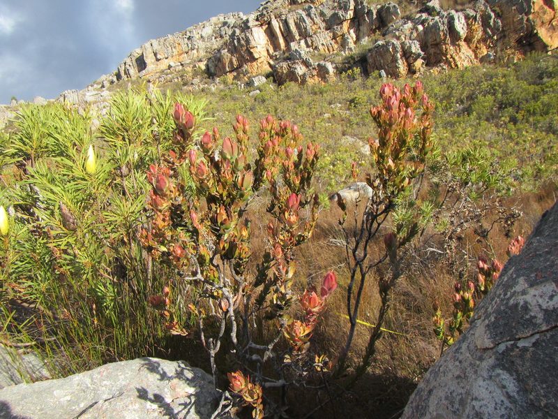 Leucadendron nervosum, photographed by douglaseustonbrown