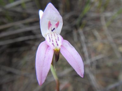 Disa bifida, photographed by douglaseustonbrown