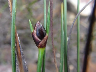Ficinia levynsiae, photographed by douglaseustonbrown