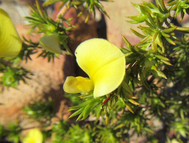 Aspalathus cliffortioides, photographed by douglaseustonbrown