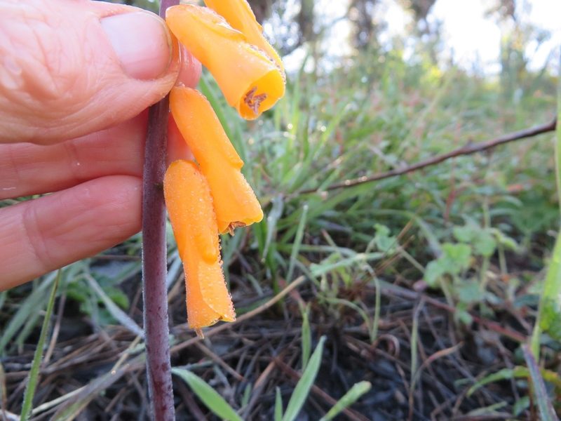 Lachenalia flava, photographed by linkie