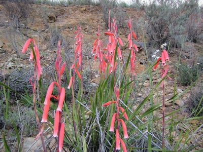 Watsonia aletroides, photographed by douglaseustonbrown