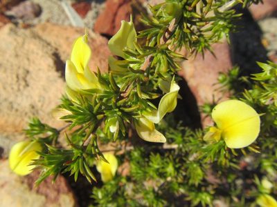Aspalathus cliffortioides, photographed by douglaseustonbrown
