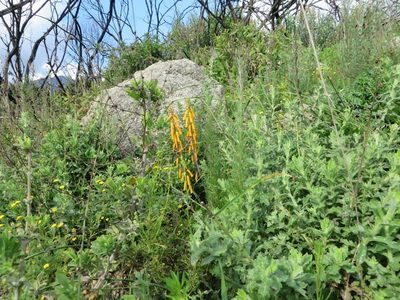 Lachenalia flava, photographed by linkie
