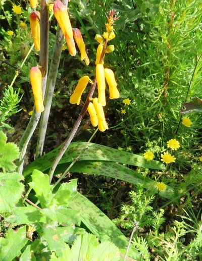 Lachenalia flava, photographed by linkie