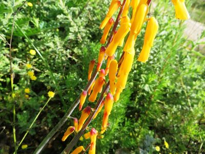 Lachenalia flava, photographed by linkie
