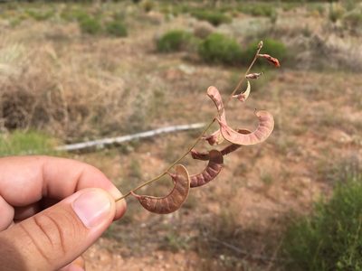 Hoffmannseggia drepanocarpa, photographed by Cecelia Alexander