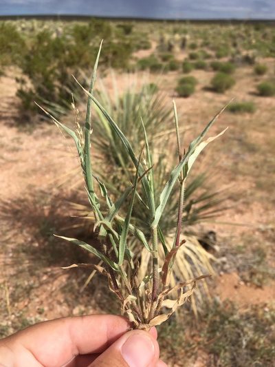 Panicum hirticaule, photographed by Cecelia Alexander