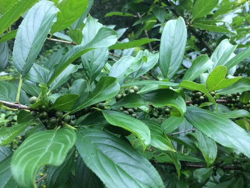 Rhamnus utilis, photographed by Derek