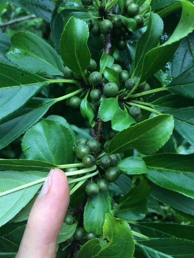 Rhamnus utilis, photographed by Derek