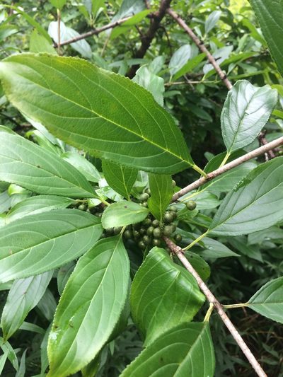 Rhamnus utilis, photographed by Derek