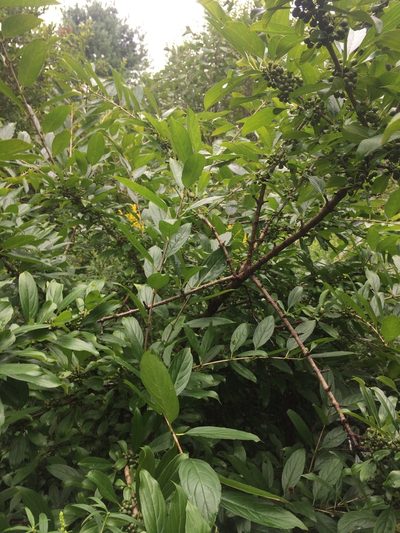 Rhamnus utilis, photographed by Derek