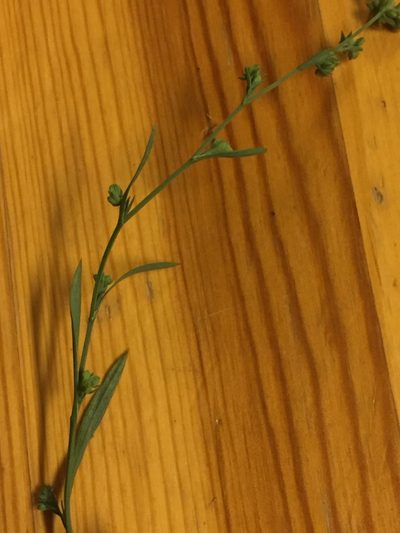 Bupleurum tenuissimum, photographed by Andre Hosper