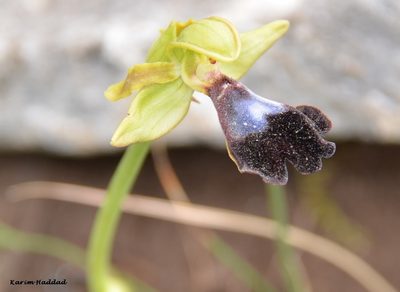Ophrys atlantica, photographed by Karim Haddad