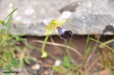 Ophrys atlantica, photographed by Karim Haddad