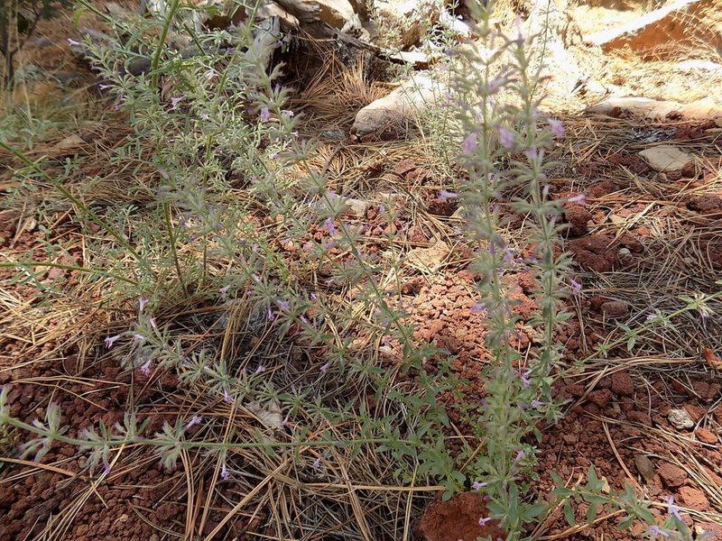 Hedeoma oblongifolia, photographed by Elizabeth LaGro
