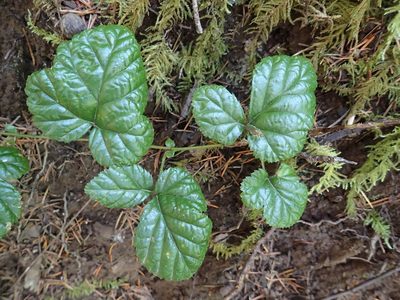 Rubus nivalis, photographed by Lindsey K. Wise