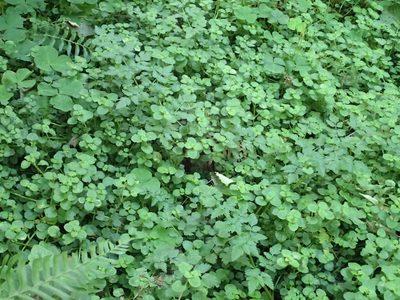 Chrysosplenium glechomifolium, photographed by Lindsey K. Wise