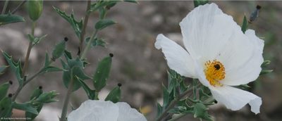 Argemone grandiflora, photographed by José Belem Hernández Díaz