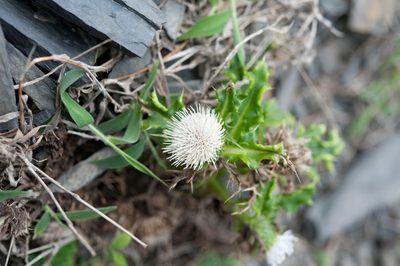 Cirsium brevicaule, photographed by Cheng-Tao Lin