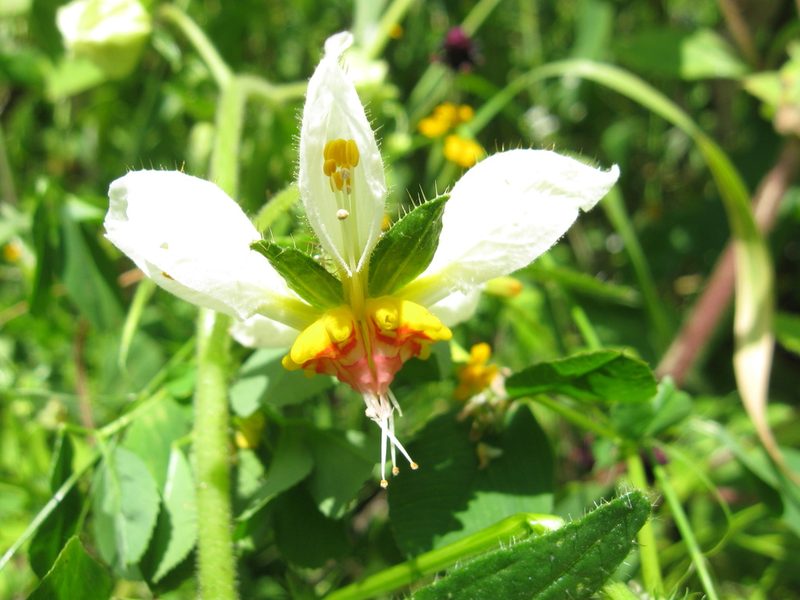 Nasa hastata, photographed by Paúl Gonzáles