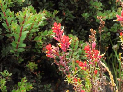 Castilleja irasuensis, photographed by Annika Lindqvist